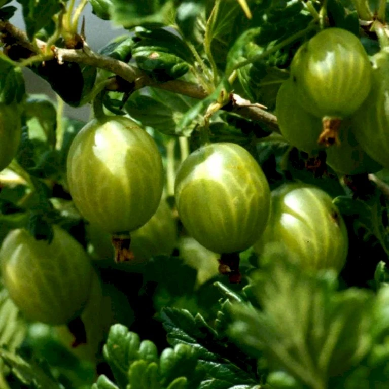 Stikkelsbær 'Achilles' Ribes Uva-crispa 'Achilles' 3,5 liter potte Stikkelsbær 'Achilles' Ribes Uva-crispa 'Achilles' 3,5 Liter Potte -Plantetorvet p22693 53493 ribes uva crispa achilles 85f6