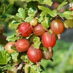 Stikkelsbær 'Captivator' Ribes Uva-crispa 'Captivator' 5 Liter Potte -Plantetorvet p22695 50638 ribes uva crispa captivator cd8f