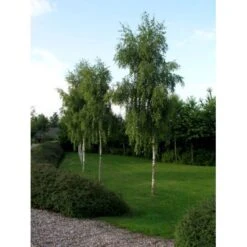 Hængebirk Betula Pendula 'Tristis' Heister 175-200 Cm. Med Potte