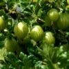 Stikkelsbær 'Grøn Hinnomaki' Ribes Uva-crispa 'Grøn Hinnomaki' Potte 3,0 Liter,- Opbundet -Plantetorvet p22701 48805 ribes uva crispa groen hinnomaki 1365