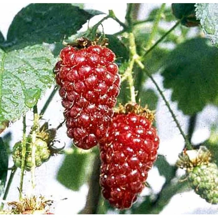 Boysenbær Rubus 'Boysenberry' Potte 2,0 liter,- 3 bambus stokke Boysenbær Rubus 'Boysenberry' Potte 2,0 Liter,- 3 Bambus Stokke -Plantetorvet p22708 41150 rubus boysenberry 8a66