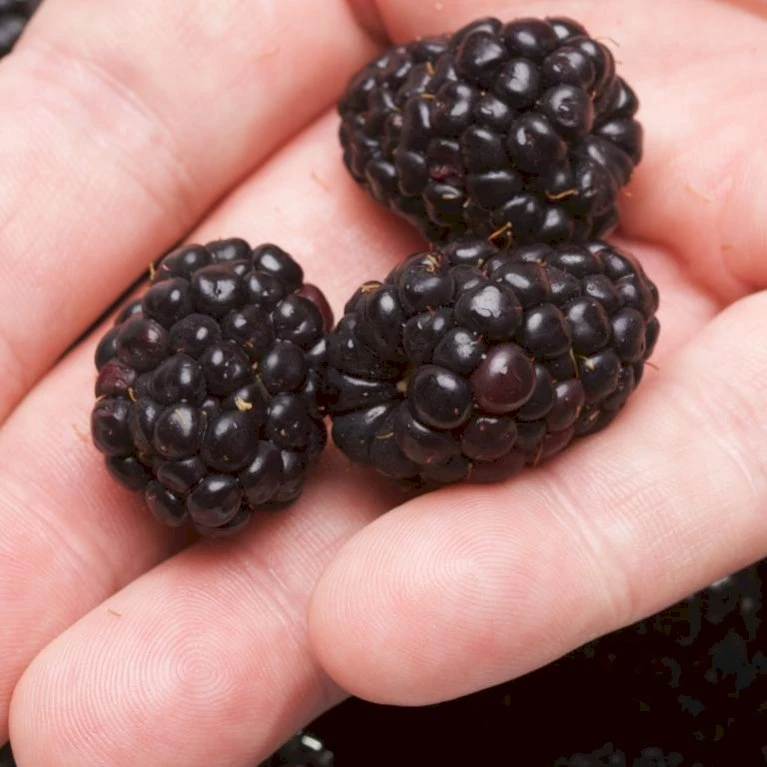 Boysenbær Rubus 'Boysenberry' Potte 2,0 liter,- 3 bambus stokke Boysenbær Rubus 'Boysenberry' Potte 2,0 Liter,- 3 Bambus Stokke -Plantetorvet p22708 47495 rubus boysenberry b419