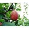 Æble 'Rød Gråsten' Malus X 'Rød Gråsten' 4-8 Grene. 120-160 Cm. Potte, (M7) -Plantetorvet p2282 1754 malus x roed graasten 49f4