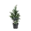 Blå Cypres Til Hæk Chamaecyparis Lawsoniana 'Columnaris' Potte 3,0 Liter,- 40-60 Cm. 1 Blå Cypres Til Hæk Chamaecyparis Lawsoniana 'Columnaris' Potte 3,0 Liter,- 40-60 Cm. -Plantetorvet p2298 47618 chamaecyparis lawsoniana columnaris 2108