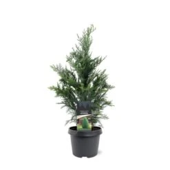 Blå Cypres Til Hæk Chamaecyparis Lawsoniana 'Columnaris' Potte 3,0 Liter,- 40-60 Cm.