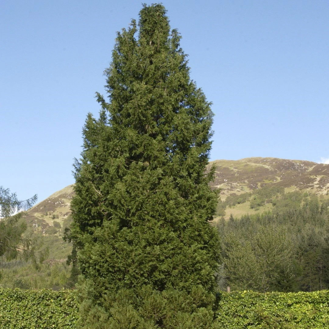 Blå cypres til hæk - Chamaecyparis lawsoniana 'Columnaris' - Hækplanter Blå Cypres Til Hæk - Chamaecyparis Lawsoniana 'Columnaris' - Hækplanter -Plantetorvet p2298 52770 chamaecyparis lawsoniana columnaris 1395