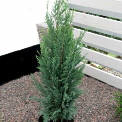 Blå Cypres Til Hæk - Chamaecyparis Lawsoniana 'Columnaris' - Hækplanter 4 Blå Cypres Til Hæk - Chamaecyparis Lawsoniana 'Columnaris' - Hækplanter -Plantetorvet p2298 52771 chamaecyparis lawsoniana columnaris 0c81