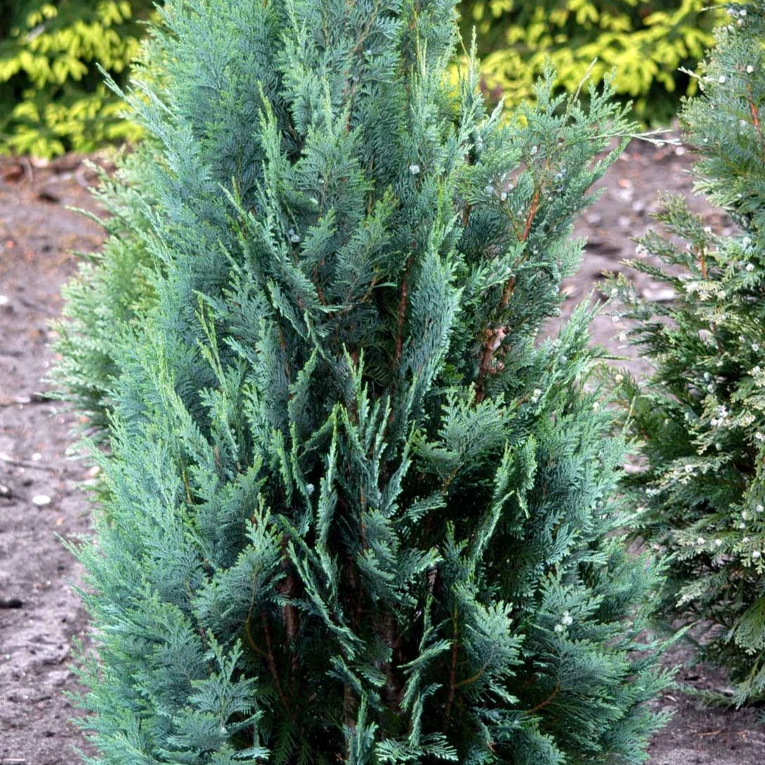 Blå cypres til hæk - Chamaecyparis lawsoniana 'Columnaris' - Hækplanter Blå Cypres Til Hæk - Chamaecyparis Lawsoniana 'Columnaris' - Hækplanter -Plantetorvet p2298 52772 chamaecyparis lawsoniana columnaris 7ead