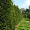 Almindelig Taks Taxus Baccata Med Klump,- 40-50 Cm. -Plantetorvet p2301 52835 taxus baccata 95d3