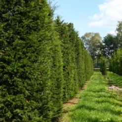 Takshæk - Taxus Baccata - Hækplanter
