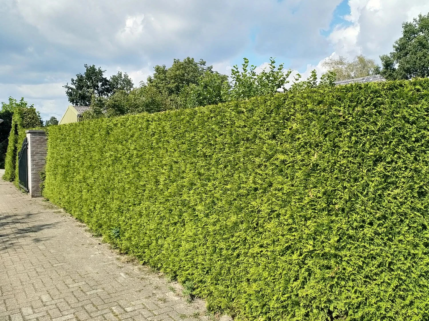 Hækthuja 'Brabant' - Thuja occidentalis 'Brabant' - Hækplanter Hækthuja 'Brabant' - Thuja Occidentalis 'Brabant' - Hækplanter -Plantetorvet p2303 34339 thuja occidentalis brabant 44cf 5