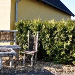 Hækthuja 'Brabant' Thuja Occidentalis 'Brabant' Med Klump,- 175-200 Cm. 5 Hækthuja 'Brabant' Thuja Occidentalis 'Brabant' Med Klump,- 175-200 Cm. -Plantetorvet p2303 47524 thuja occidentalis brabant cd58