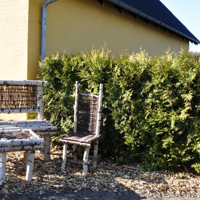 Hækthuja 'Brabant' - Thuja occidentalis 'Brabant' - Hækplanter Hækthuja 'Brabant' - Thuja Occidentalis 'Brabant' - Hækplanter -Plantetorvet p2303 47524 thuja occidentalis brabant cd58 5