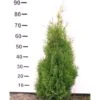 Hækthuja 'Holmstrup' Thuja Occidentalis 'Holmstrup' Med Klump,- 60-80 Cm.
