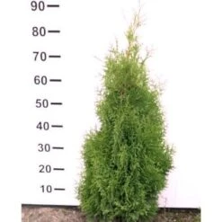 Hækthuja 'Holmstrup' - Thuja Occidentalis 'Holmstrup' - Hækplanter
