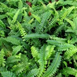 Kambregne Blechnum Spicant 10 Cm. Potte