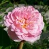 'Jasmina'® Rosa X 'Jasmina'® (Slyngroser) A-Kvalitet,- Barrods Roser Min. 3 Grene 1 'Jasmina'® Rosa X 'Jasmina'® (Slyngroser) A-Kvalitet,- Barrods Roser Min. 3 Grene -Plantetorvet p23345 53374 rosa x jasmina slyngroser d34d