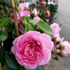 'Jasmina'® Rosa X 'Jasmina'® (Slyngroser) A-Kvalitet,- Barrods Roser Min. 3 Grene -Plantetorvet p23345 53589 rosa x jasmina slyngroser 5e28
