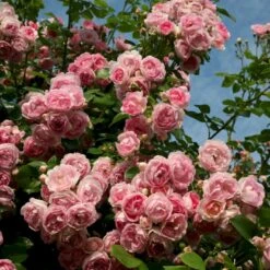 'Jasmina'® Rosa X 'Jasmina'® (Slyngroser) A-Kvalitet,- Barrods Roser Min. 3 Grene -Plantetorvet p23345 53590 rosa x jasmina slyngroser d505