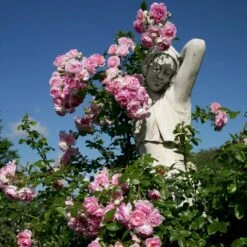 'Jasmina'® Rosa X 'Jasmina'® (Slyngroser) A-Kvalitet,- Barrods Roser Min. 3 Grene -Plantetorvet p23345 53591 rosa x jasmina slyngroser fcaf