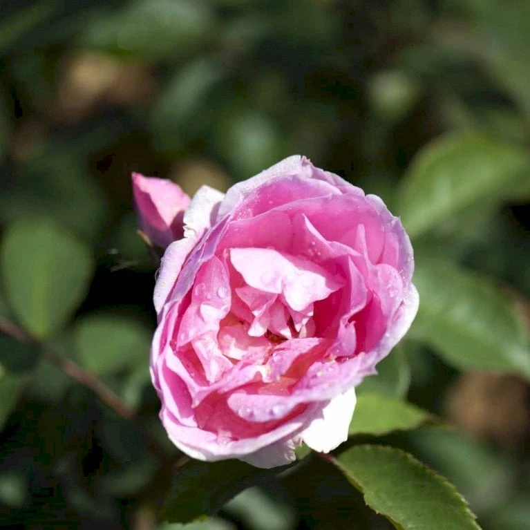 'Prairie Joy' Rosa X 'Prairie Joy' (Buskrose) A-Kvalitet,- barrods roser min. 3 grene 'Prairie Joy' Rosa X 'Prairie Joy' (Buskrose) A-Kvalitet,- Barrods Roser Min. 3 Grene -Plantetorvet p23347 52280 rosa x prairie joy buskrose 4f98