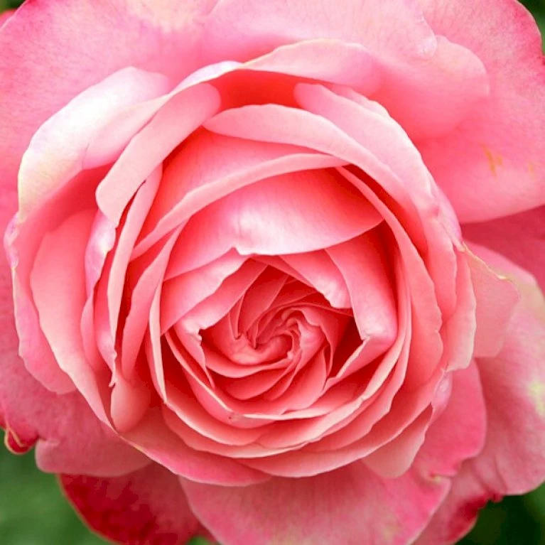 'Rosanna'® Rosa X 'Rosanna'® (Klatrerose) A-Kvalitet,- barrods roser min. 3 grene 'Rosanna'® Rosa X 'Rosanna'® (Klatrerose) A-Kvalitet,- Barrods Roser Min. 3 Grene -Plantetorvet p23348 53487 rosa x rosanna klatrerose 3555