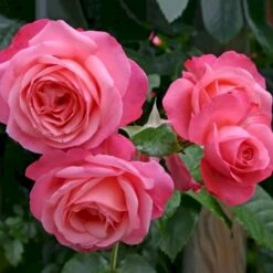 'Rosanna'® Rosa X 'Rosanna'® (Klatrerose) A-Kvalitet,- Barrods Roser Min. 3 Grene 4 'Rosanna'® Rosa X 'Rosanna'® (Klatrerose) A-Kvalitet,- Barrods Roser Min. 3 Grene -Plantetorvet p23348 53488 rosa x rosanna klatrerose 6f7d