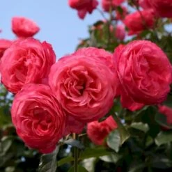 'Rosanna'® Rosa X 'Rosanna'® (Klatrerose) A-Kvalitet,- Barrods Roser Min. 3 Grene 5 'Rosanna'® Rosa X 'Rosanna'® (Klatrerose) A-Kvalitet,- Barrods Roser Min. 3 Grene -Plantetorvet p23348 53489 rosa x rosanna klatrerose 8295
