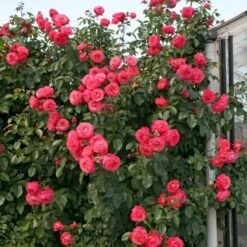 'Rosanna'® Rosa X 'Rosanna'® (Klatrerose) A-Kvalitet,- Barrods Roser Min. 3 Grene 6 'Rosanna'® Rosa X 'Rosanna'® (Klatrerose) A-Kvalitet,- Barrods Roser Min. 3 Grene -Plantetorvet p23348 53490 rosa x rosanna klatrerose 8200