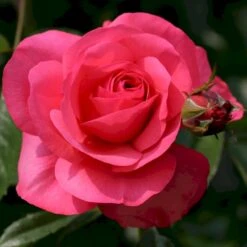 'Rosanna'® Rosa X 'Rosanna'® (Klatrerose) A-Kvalitet,- Barrods Roser Min. 3 Grene 7 'Rosanna'® Rosa X 'Rosanna'® (Klatrerose) A-Kvalitet,- Barrods Roser Min. 3 Grene -Plantetorvet p23348 53632 rosa x rosanna klatrerose 876a
