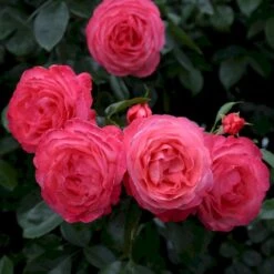 'Rosanna'® Rosa X 'Rosanna'® (Klatrerose) A-Kvalitet,- Barrods Roser Min. 3 Grene 8 'Rosanna'® Rosa X 'Rosanna'® (Klatrerose) A-Kvalitet,- Barrods Roser Min. 3 Grene -Plantetorvet p23348 53633 rosa x rosanna klatrerose c2c8