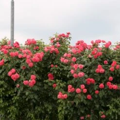 'Rosanna'® Rosa X 'Rosanna'® (Klatrerose) A-Kvalitet,- Barrods Roser Min. 3 Grene 9 'Rosanna'® Rosa X 'Rosanna'® (Klatrerose) A-Kvalitet,- Barrods Roser Min. 3 Grene -Plantetorvet p23348 53634 rosa x rosanna klatrerose b435