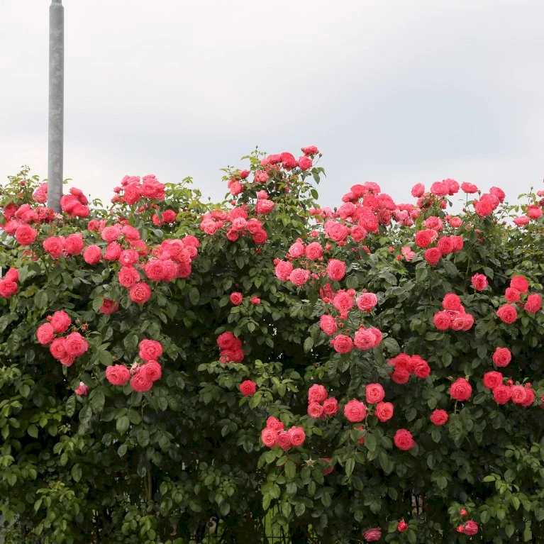 'Rosanna'® Rosa X 'Rosanna'® (Klatrerose) A-Kvalitet,- barrods roser min. 3 grene 'Rosanna'® Rosa X 'Rosanna'® (Klatrerose) A-Kvalitet,- Barrods Roser Min. 3 Grene -Plantetorvet p23348 53634 rosa x rosanna klatrerose b435