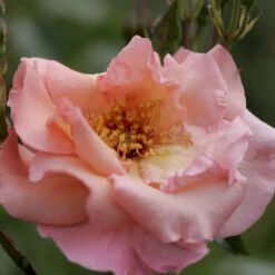 'Summer Wine'® Rosa X 'Summer Wine'® (Slyngrose) A-Kvalitet,- Barrods Roser Min. 3 Grene 4 'Summer Wine'® Rosa X 'Summer Wine'® (Slyngrose) A-Kvalitet,- Barrods Roser Min. 3 Grene -Plantetorvet p23349 53662 rosa x summer wine slyngrose bb5c