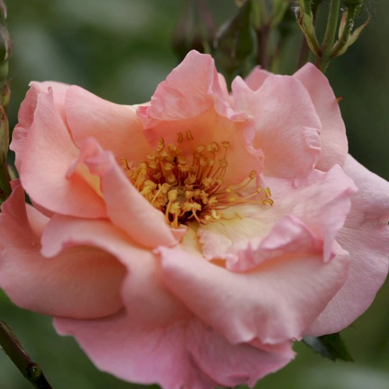 'Summer Wine'® Rosa X 'Summer Wine'® (Slyngrose) A-Kvalitet,- barrods roser min. 3 grene 'Summer Wine'® Rosa X 'Summer Wine'® (Slyngrose) A-Kvalitet,- Barrods Roser Min. 3 Grene -Plantetorvet p23349 53662 rosa x summer wine slyngrose bb5c