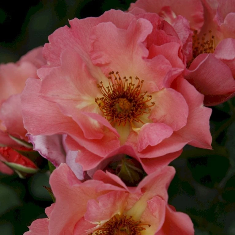 'Summer Wine'® Rosa X 'Summer Wine'® (Slyngrose) A-Kvalitet,- barrods roser min. 3 grene 'Summer Wine'® Rosa X 'Summer Wine'® (Slyngrose) A-Kvalitet,- Barrods Roser Min. 3 Grene -Plantetorvet p23349 53663 rosa x summer wine slyngrose a1c1