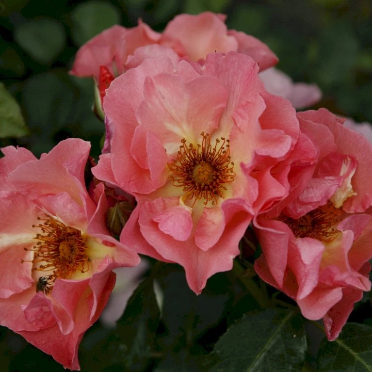 'Summer Wine'® Rosa X 'Summer Wine'® (Slyngrose) A-Kvalitet,- barrods roser min. 3 grene 'Summer Wine'® Rosa X 'Summer Wine'® (Slyngrose) A-Kvalitet,- Barrods Roser Min. 3 Grene -Plantetorvet p23349 53664 rosa x summer wine slyngrose b8e3