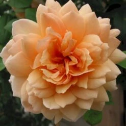 'Kordes Aloha'® Rosa X 'Kordes Aloha'® (Slyngrose) A-Kvalitet,- Barrods Roser Min. 3 Grene