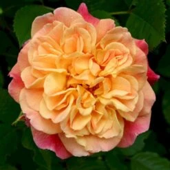 'Kordes Aloha'® Rosa X 'Kordes Aloha'® (Slyngrose) A-Kvalitet,- Barrods Roser Min. 3 Grene -Plantetorvet p23382 53539 rosa x kordes aloha slyngrose 4bc3