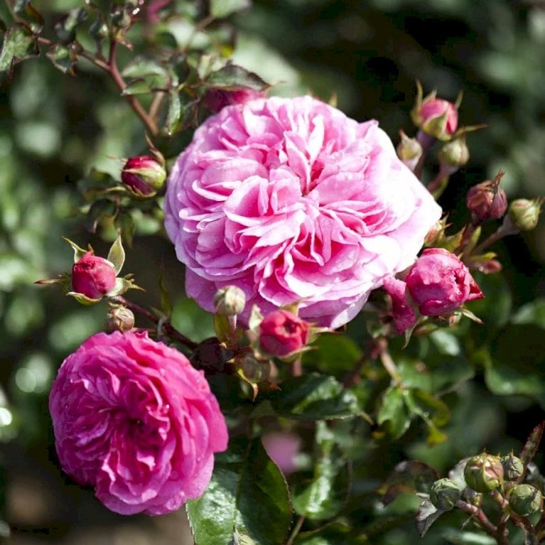 'Baronesse'® Rosa X 'Baronesse'® (Buketrose) A-Kvalitet,- barrods roser min. 3 grene 'Baronesse'® Rosa X 'Baronesse'® (Buketrose) A-Kvalitet,- Barrods Roser Min. 3 Grene -Plantetorvet p23411 51435 rosa x baronesse buketrose 83bd