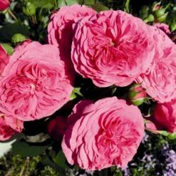 'Baronesse'® Rosa X 'Baronesse'® (Buketrose) A-Kvalitet,- Barrods Roser Min. 3 Grene 4 'Baronesse'® Rosa X 'Baronesse'® (Buketrose) A-Kvalitet,- Barrods Roser Min. 3 Grene -Plantetorvet p23411 53964 rosa x baronesse buketrose 4e40