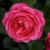 'Bernstorff'™ Rosa X 'Bernstorff'™ (Buketrose) A-Kvalitet,- Barrods Roser Min. 3 Grene 2 'Bernstorff'™ Rosa X 'Bernstorff'™ (Buketrose) A-Kvalitet,- Barrods Roser Min. 3 Grene -Plantetorvet p23418 51763 rosa x bernstorff buketrose 7cc1