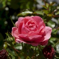 'Bernstorff'™ Rosa X 'Bernstorff'™ (Buketrose) A-Kvalitet,- Barrods Roser Min. 3 Grene -Plantetorvet p23418 51764 rosa x bernstorff buketrose 85ff