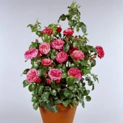'Bernstorff'™ Rosa X 'Bernstorff'™ (Buketrose) A-Kvalitet,- Barrods Roser Min. 3 Grene -Plantetorvet p23418 51765 rosa x bernstorff buketrose c27c