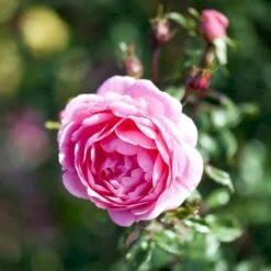 'Boogie-Woogie'™ Rosa X 'Boogie-Woogie'™ (Slyngrose) A-Kvalitet,- Barrods Roser Min. 3 Grene -Plantetorvet p23437 52212 rosa x boogie woogie slyngrose 1c0f