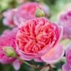 'Boscobel' Rosa X 'Boscobel' (Engelsk Rose) A-Kvalitet,- Barrods Roser Min. 3 Grene 1 'Boscobel' Rosa X 'Boscobel' (Engelsk Rose) A-Kvalitet,- Barrods Roser Min. 3 Grene -Plantetorvet p23445 52945 rosa x boscobel engelsk rose 74c0