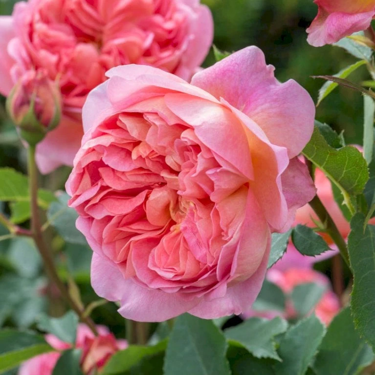 'Boscobel' Rosa X 'Boscobel' (Engelsk Rose) A-Kvalitet,- barrods roser min. 3 grene 'Boscobel' Rosa X 'Boscobel' (Engelsk Rose) A-Kvalitet,- Barrods Roser Min. 3 Grene -Plantetorvet p23445 52946 rosa x boscobel engelsk rose 8148