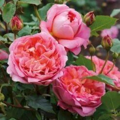 'Boscobel' Rosa X 'Boscobel' (Engelsk Rose) A-Kvalitet,- Barrods Roser Min. 3 Grene 5 'Boscobel' Rosa X 'Boscobel' (Engelsk Rose) A-Kvalitet,- Barrods Roser Min. 3 Grene -Plantetorvet p23445 52947 rosa x boscobel engelsk rose bafa