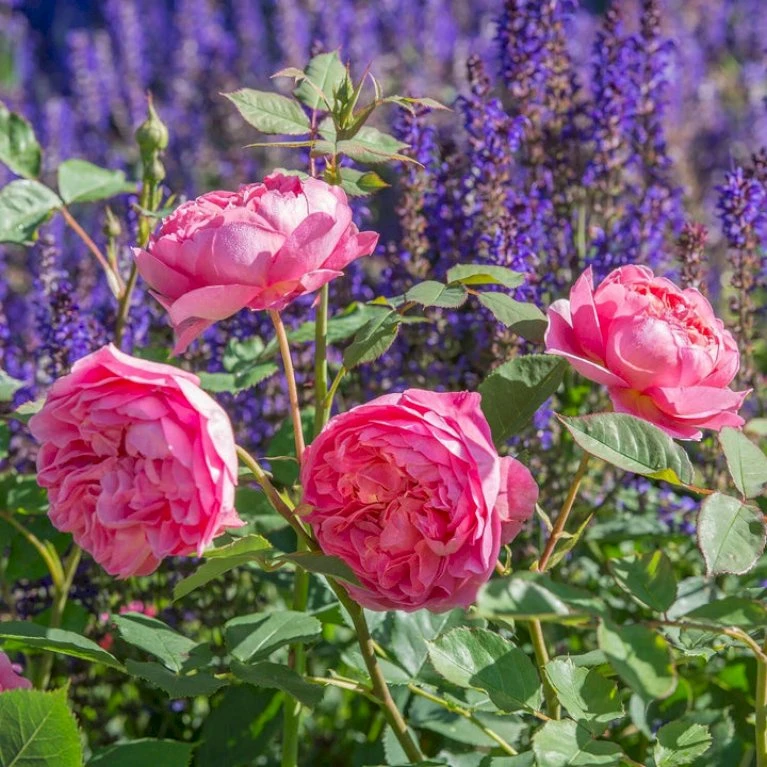 'Boscobel' Rosa X 'Boscobel' (Engelsk Rose) A-Kvalitet,- barrods roser min. 3 grene 'Boscobel' Rosa X 'Boscobel' (Engelsk Rose) A-Kvalitet,- Barrods Roser Min. 3 Grene -Plantetorvet p23445 52948 rosa x boscobel engelsk rose c49b