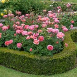 'Boscobel' Rosa X 'Boscobel' (Engelsk Rose) A-Kvalitet,- Barrods Roser Min. 3 Grene 7 'Boscobel' Rosa X 'Boscobel' (Engelsk Rose) A-Kvalitet,- Barrods Roser Min. 3 Grene -Plantetorvet p23445 52949 rosa x boscobel engelsk rose f433